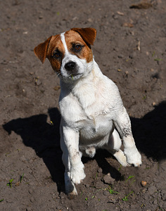 Jack Russelli terjeri kutsikat (6 foto / 6)