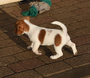 Jack Russelli terjeri kutsikad (3 foto / 5)