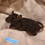 Крысята (фото #2)