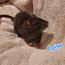 Крысята (фото #3)