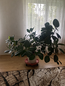 Фикус