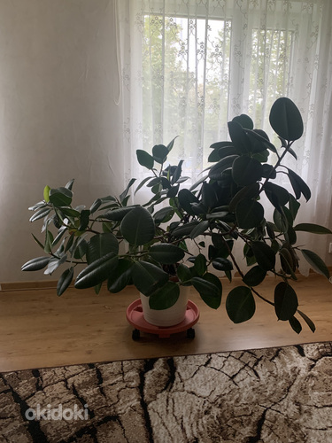 Ficus