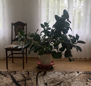 Фикус (3 фото из 4)
