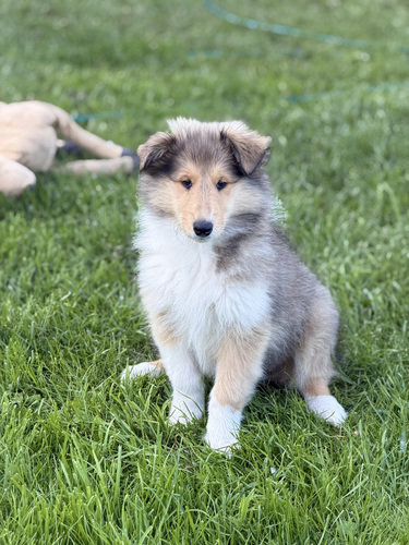 Collie kutsikad