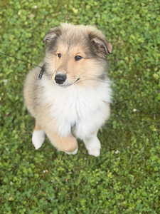 Collie kutsikad (1 foto / 5)