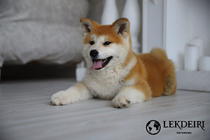 Japonų akita inu šuniukai (3 nuotrauka iš 3)