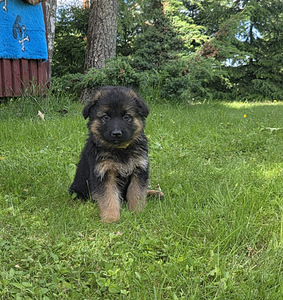 Müüa pikakarvalised saksa lambakoera kutsikad (3 foto / 9)