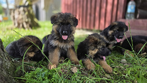 Müüa pikakarvalised saksa lambakoera kutsikad (4 foto / 9)
