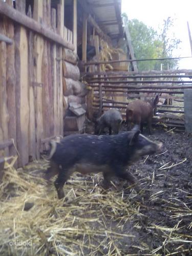 Свинки мангалици (фото #3)