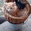 Загородные котята (фото #1)