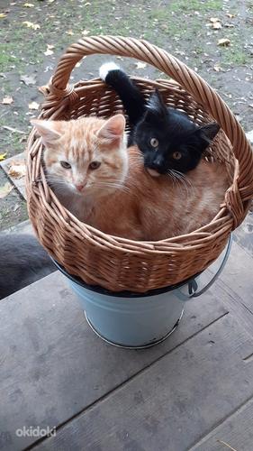 Maakodused kassipojad (foto #1)