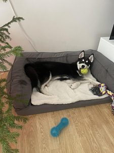 5 kuune husky/laika kutsikas ära anda (4 foto / 5)