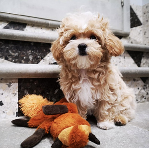 Maltipoo F1 (1 foto / 2)