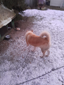 Ma annan Akita -inu headesse kättesse (2 foto / 3)