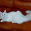 Valge Maine Cooni kassipoeg sugupuuga (foto #3)