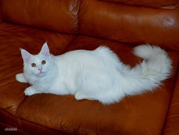 Белый котенок мейн кун с родословной (фото #3)