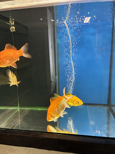 Müüa kuldkalad tiigi jaoks (carassius auratus) (3 foto / 3)