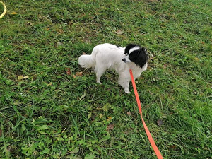 Papilloni kutsikas - Falene.. (6 foto / 7)