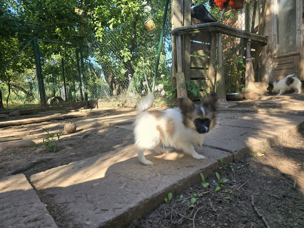 Papilloni kutsika