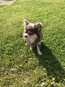 Chihuahua poiss otsib pruuti (2 foto / 5)