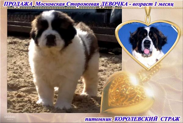 Московская сторожевая щенки от пары чемпионов (фото #2)