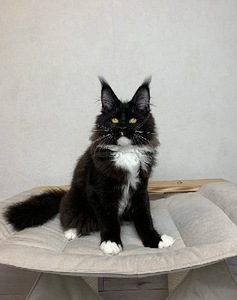 Котята мейн кун (2 фото из 6)
