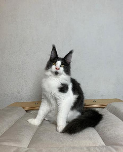 Maine coon (3 фото из 6)