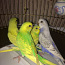 Птенцы волнистого попугая (фото #2)