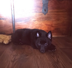 Шипперке - Schipperke (6 фото из 10)