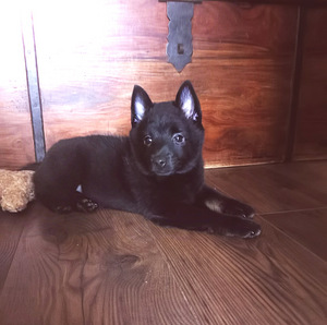 Шипперке - Schipperke (7 фото из 10)