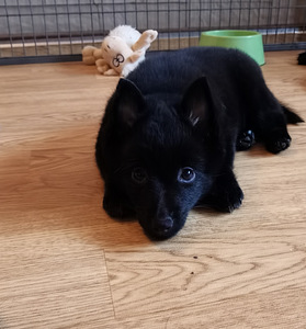 Шипперке - Schipperke (8 фото из 10)