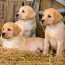 Zeltainā labradora kucēni no FCI audzētavas (foto #1)