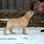 Zeltainā labradora kucēni no FCI audzētavas (foto #2)