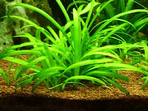 Sagittaria Subulata