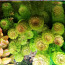 Аkvaariumi taimed (foto #1)
