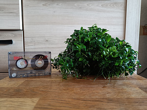 Anubias barteri nana petit juurikal (1 foto / 2)