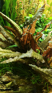 Cryptocoryne Wendtii Tropica (2 foto / 2)