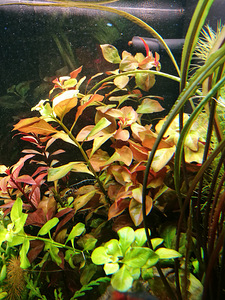 Ludwigia repens (1 фото из 1)