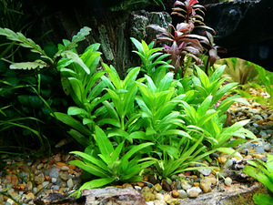 Staurogyne repens (1 foto / 1)