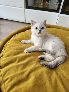 Briti tõupuhtad kassipojad (4 foto / 6)