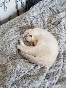 Британские котята (9 фото из 10)