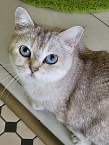 Британские котята (6 фото из 10)