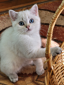 Британские котята (10 фото из 10)