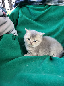 Briti kassipojad (4 foto / 7)