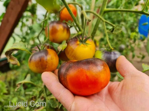 10 сортов полезных и вкусных помидоров с антоцианами! Семена (фото #7)