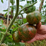 10 сортов крупных и вкусных мясных помидоров! семена. 1 часть. (фото #1)