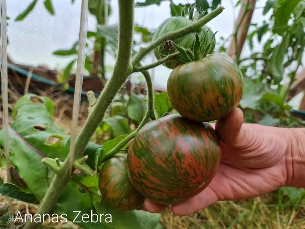 10 сортов крупных и вкусных мясных помидоров! семена. 1 часть. (фото #1)