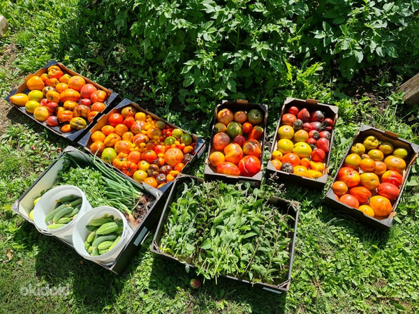 Семена сортовых томатов. Более 100 сортов на выбор (фото #6)