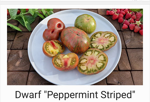 10 sordi maitsev ja eksootiline DWARF tomatit (seemned) (2 foto / 10)
