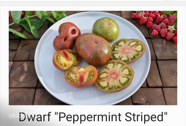 10 sordi maitsev ja eksootiline DWARF tomatit (seemned) (foto #2)
